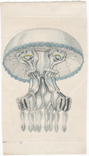 The Pulmonic Medusa [Jellyfish]